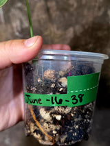 Philodendron Melanochrysum Variegated - Rare Tropical Live House Plant - (June-16-38)