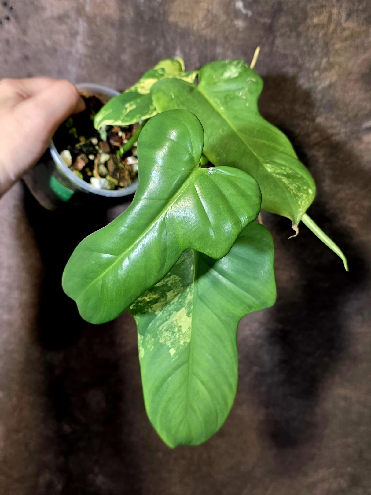 Varigated Philodendron Bipennifolium - Exact Collector Plant - (June-16-52)