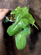 Varigated Philodendron Bipennifolium - Exact Collector Plant - (June-16-52)