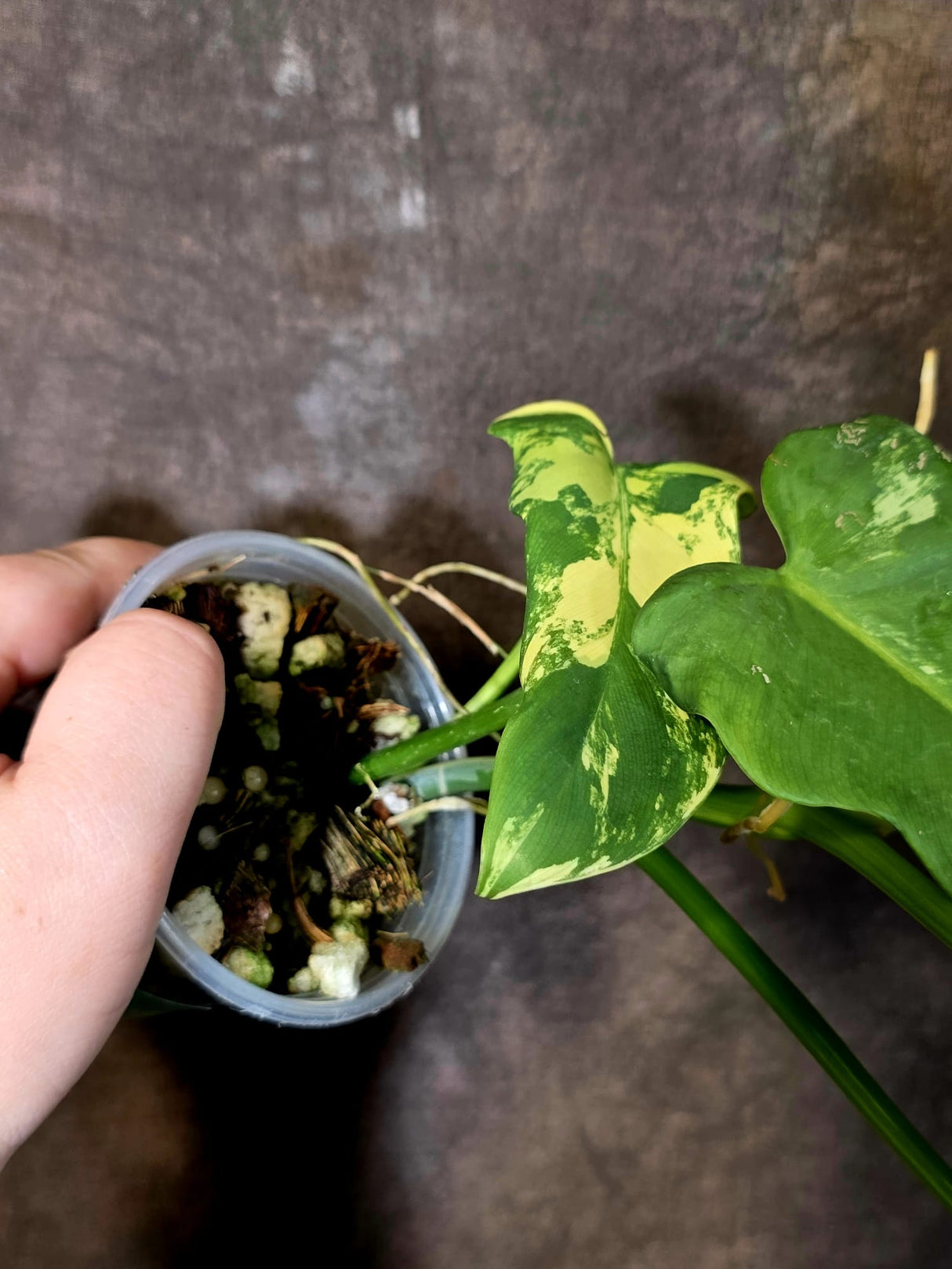 Varigated Philodendron Bipennifolium - Exact Collector Plant - (June-16-52)