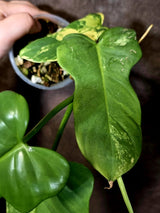 Varigated Philodendron Bipennifolium - Exact Collector Plant - (June-16-52)