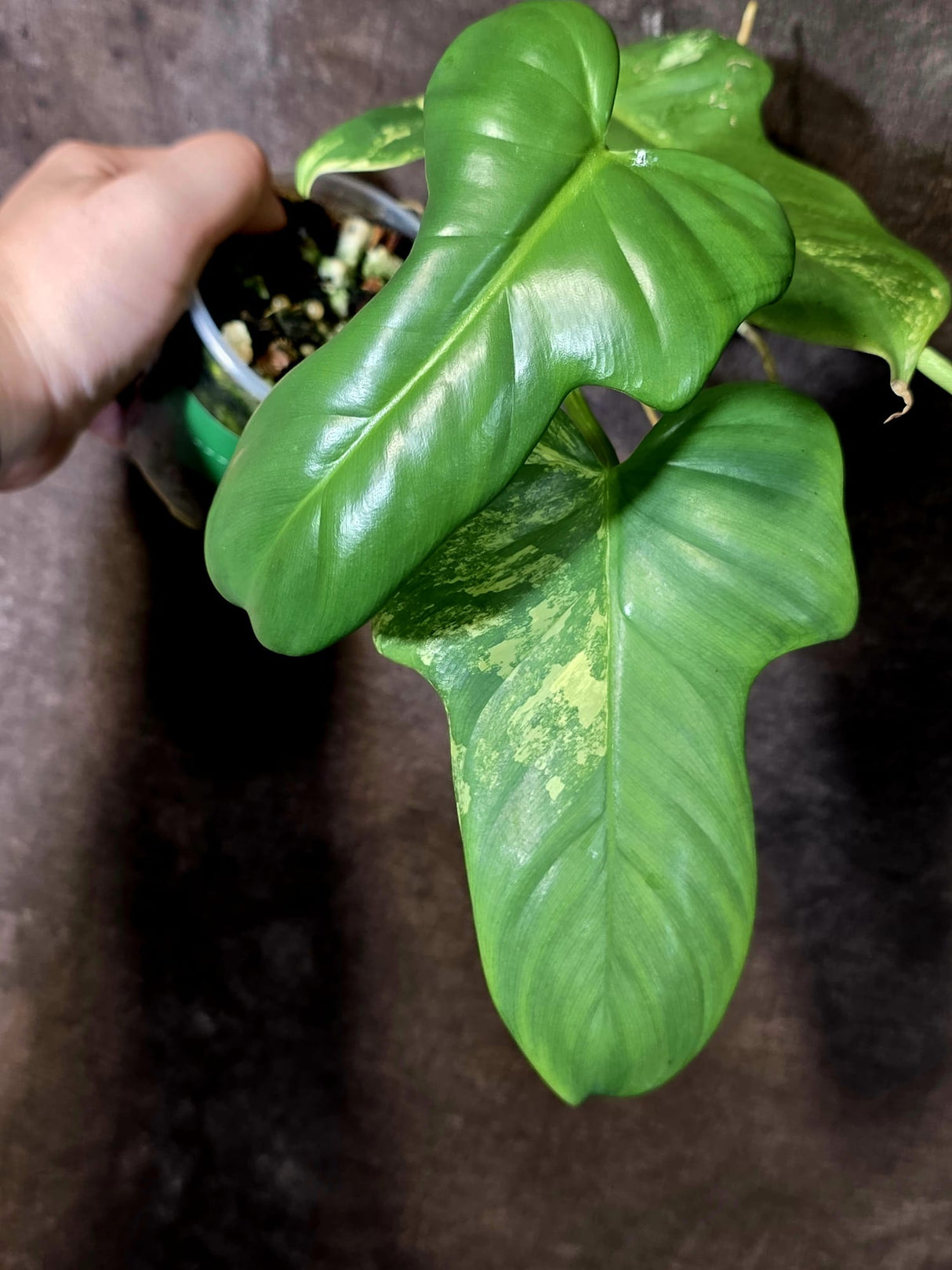 Varigated Philodendron Bipennifolium - Exact Collector Plant - (June-16-52)