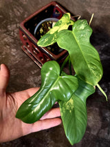 Varigated Philodendron Bipennifolium - Exact Collector Plant - (June-16-52)