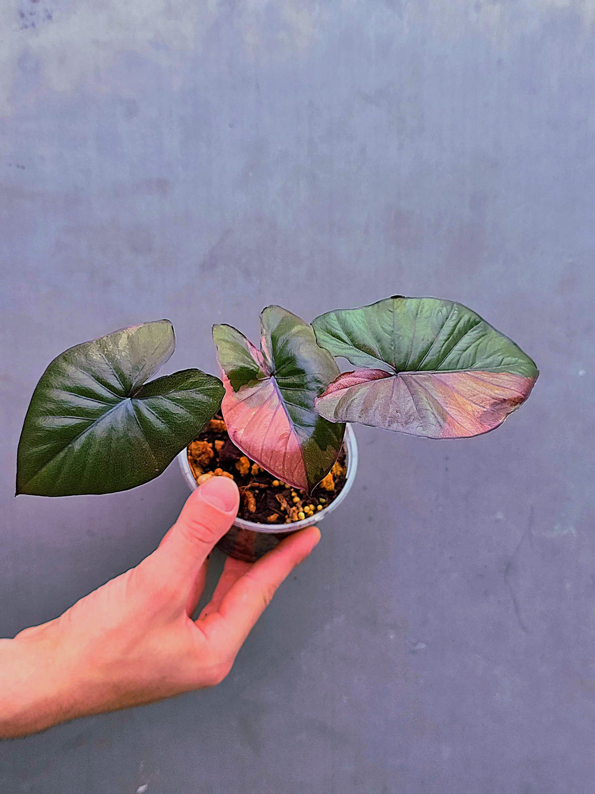 Alocasia Serendipity Pink Variegated - Super Rare Pink Variegated Alocasia (June-17-06)