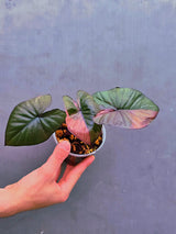 Alocasia Serendipity Pink Variegated - Super Rare Pink Variegated Alocasia (June-17-06)