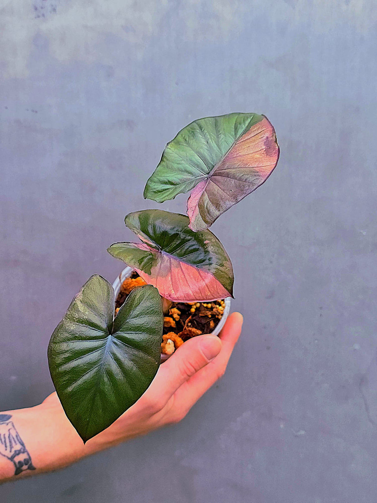 Alocasia Serendipity Pink Variegated - Super Rare Pink Variegated Alocasia (June-17-06)