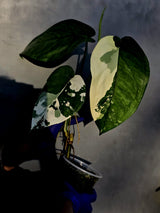 Syngonium Chiapense Albo Variegated - Exact Plant - (June-22-106)