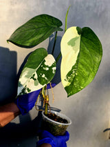Syngonium Chiapense Albo Variegated - Exact Plant - (June-22-106)