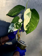 Syngonium Chiapense Albo Variegated - Exact Plant - (June-22-106)