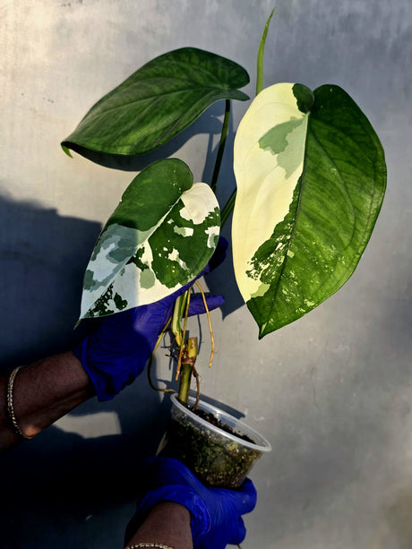 Syngonium Chiapense Albo Variegated - Exact Plant - (June-22-106)