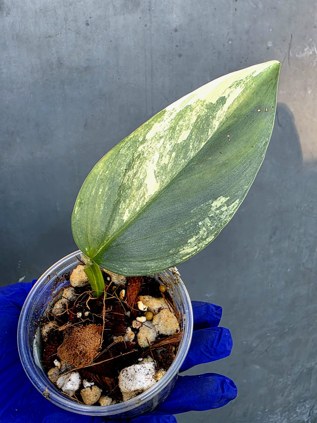 Philodendron Silver Sword Variegated - Rare Exact Plant - (June-21-13)