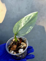 Philodendron Silver Sword Variegated - Rare Exact Plant - (June-21-13)