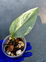 Philodendron Silver Sword Variegated - Rare Exact Plant - (June-21-13)
