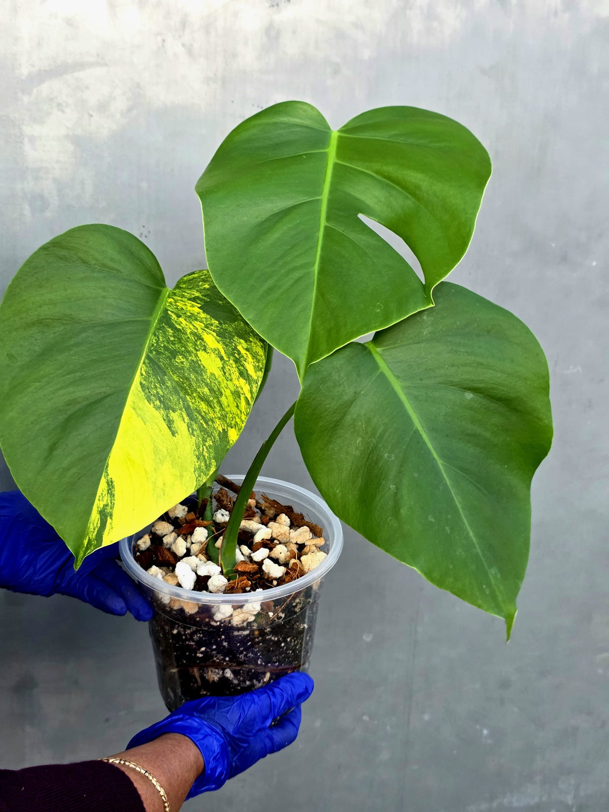 Monstera Aurea Variegated Borsigiana - Monstera Marmota - (June-21-54)