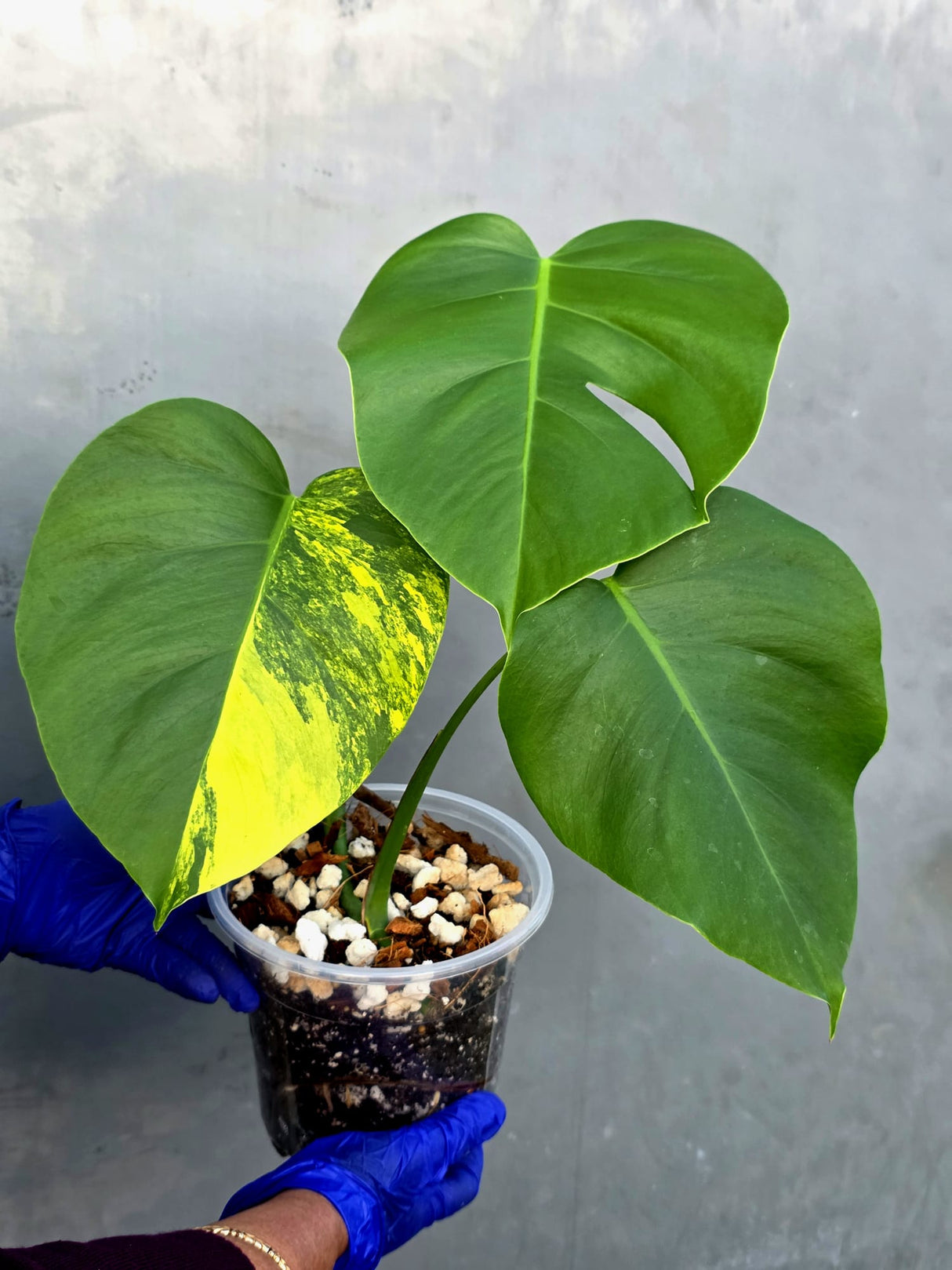 Monstera Aurea Variegated Borsigiana - Monstera Marmota - (June-21-54)