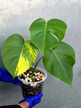 Monstera Aurea Variegated Borsigiana - Monstera Marmota - (June-21-54)