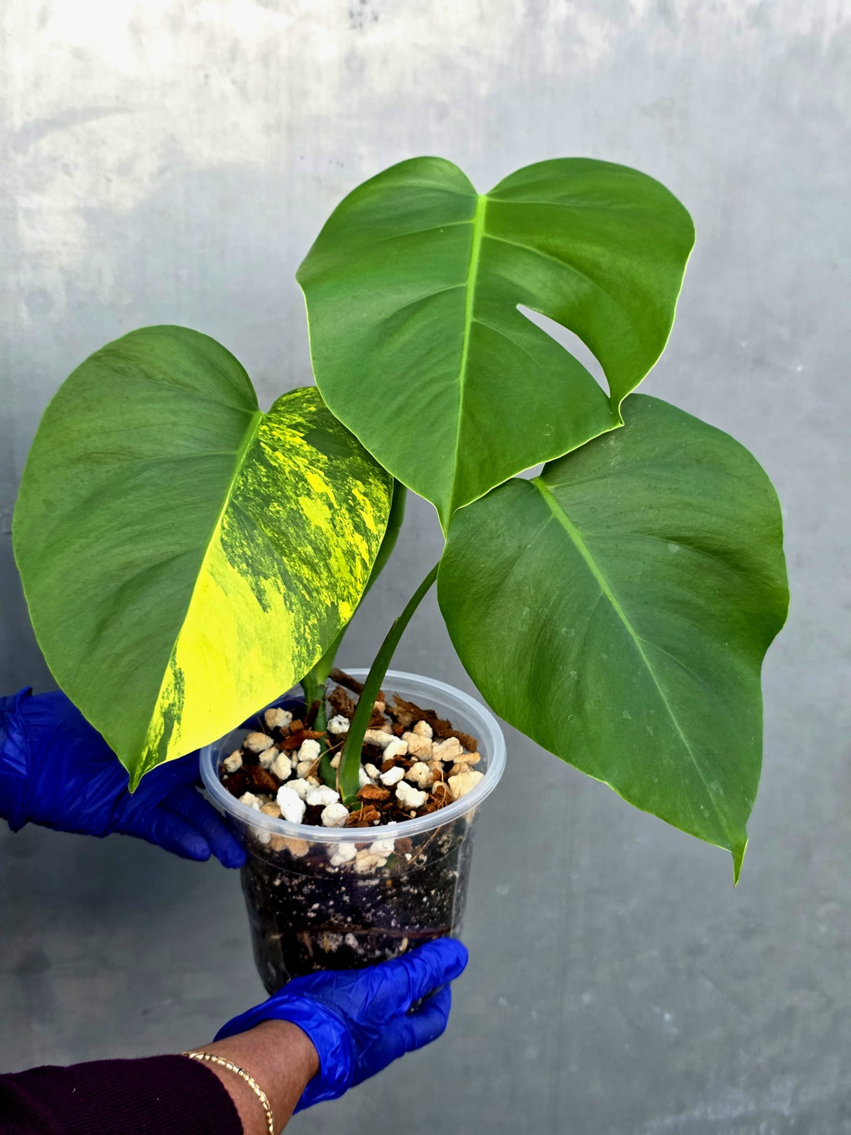 Monstera Aurea Variegated Borsigiana - Monstera Marmota - (June-21-54)