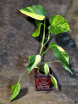 Monstera Aurea Variegated Borsigiana - Exact Plant - (July-14-24)