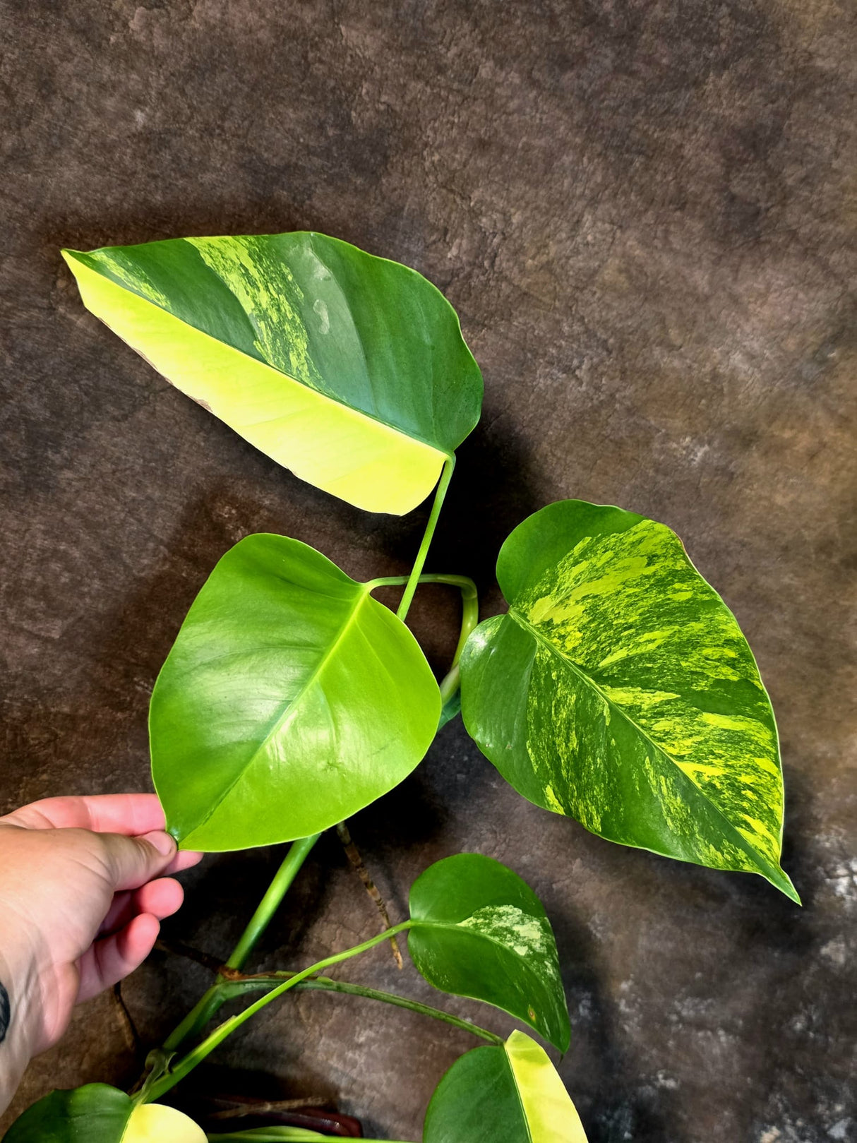 Monstera Aurea Variegated Borsigiana - Exact Plant - (July-14-24)