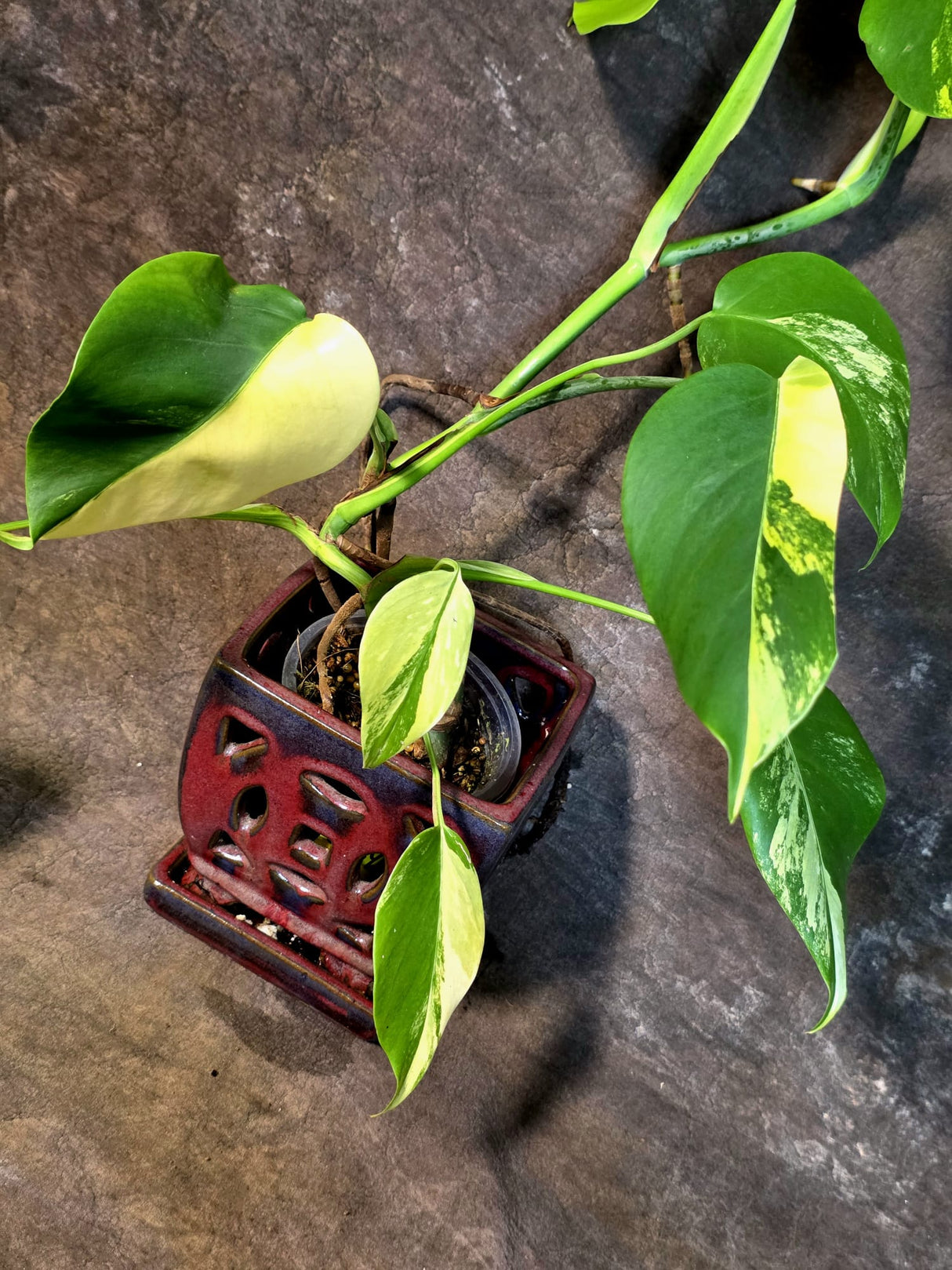 Monstera Aurea Variegated Borsigiana - Exact Plant - (July-14-24)