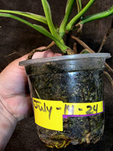 Monstera Aurea Variegated Borsigiana - Exact Plant - (July-14-24)