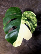 Monstera Aurea Variegated Borsigiana - Monstera Marmota - (July-13-08)