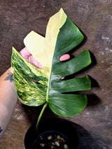Monstera Aurea Variegated Borsigiana - Monstera Marmota - (July-13-08)