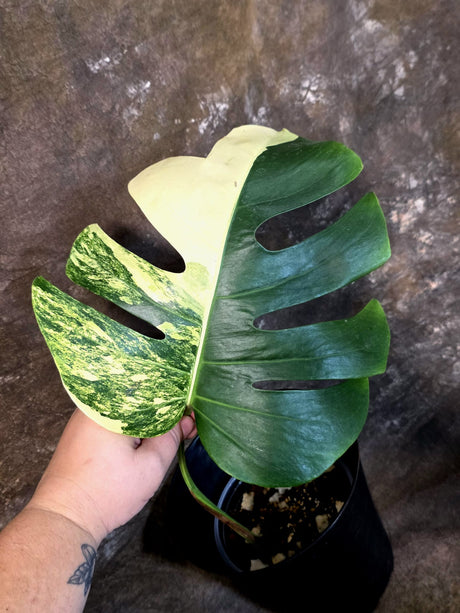 Monstera Aurea Variegated Borsigiana - Monstera Marmota - (July-13-08)