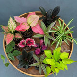 Any One Live Plant in 3" Nursery Pot - Tropical Indoor Plant - Easy Care Houseplant