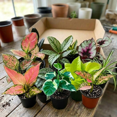 Any One Live Plant in 3" Nursery Pot - Tropical Indoor Plant - Easy Care Houseplant