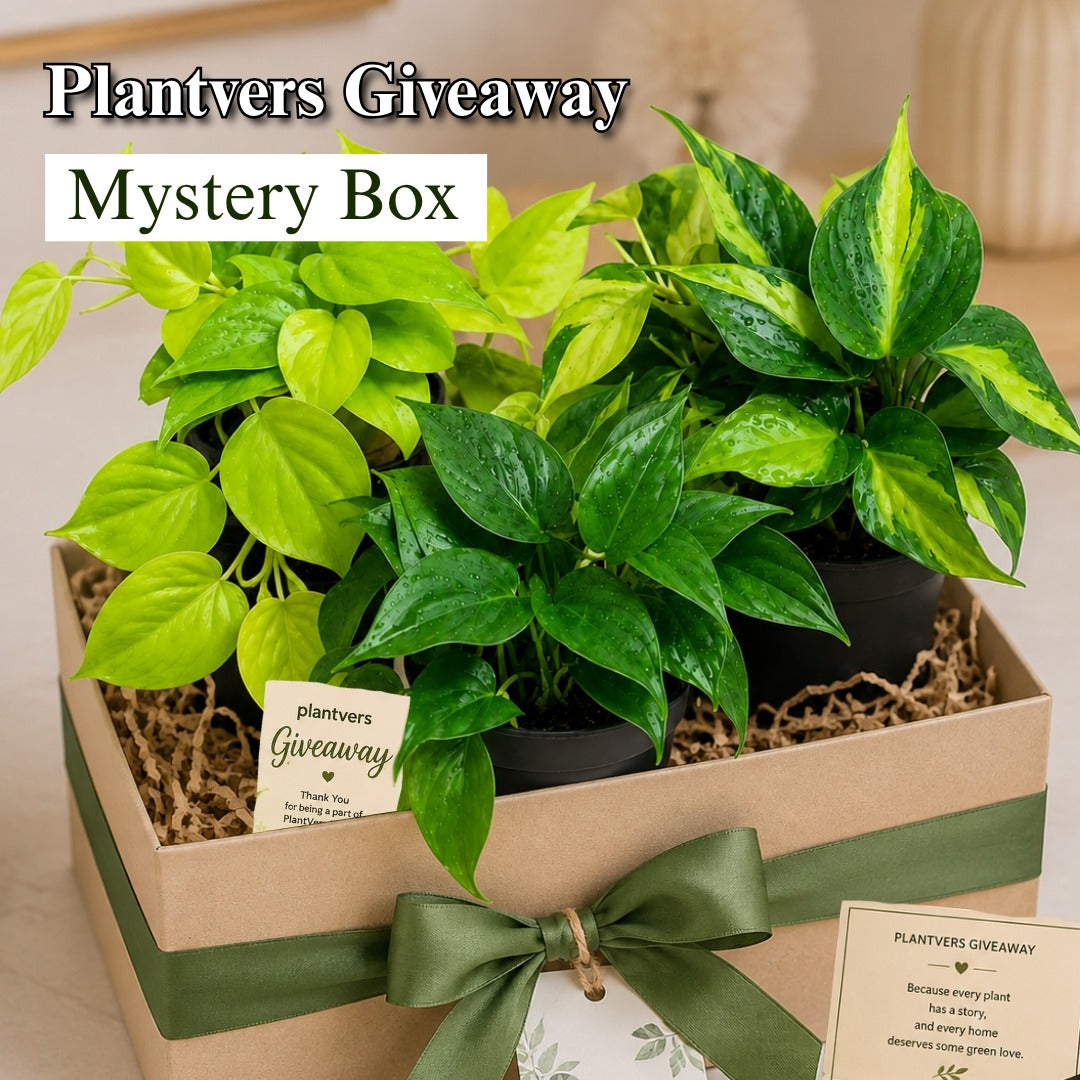 Live Indoor Houseplant - Grower’s Choice