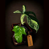 Variegated Philodendron Florida Beauty Live Plant - Rare Philodendron EXACT Plant