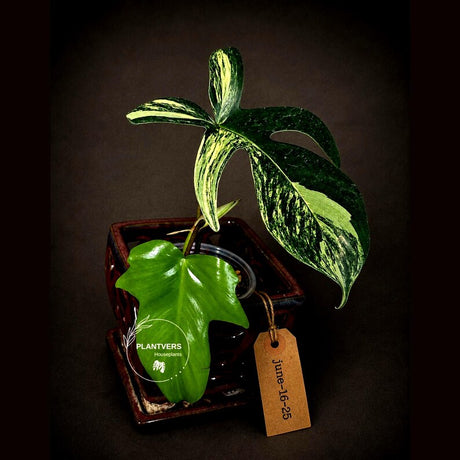 Variegated Philodendron Florida Beauty Live Plant - Rare Philodendron EXACT Plant