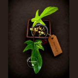 Variegated Philodendron Florida Beauty Live Plant - Rare Philodendron EXACT Plant