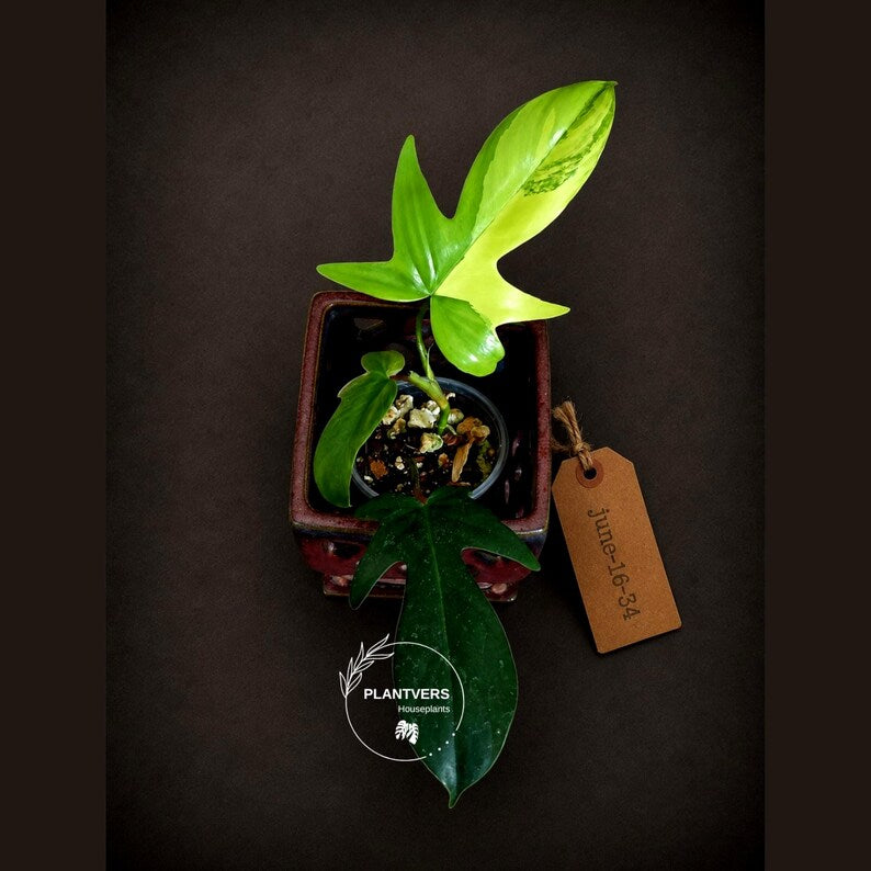 Variegated Philodendron Florida Beauty Live Plant - Rare Philodendron EXACT Plant