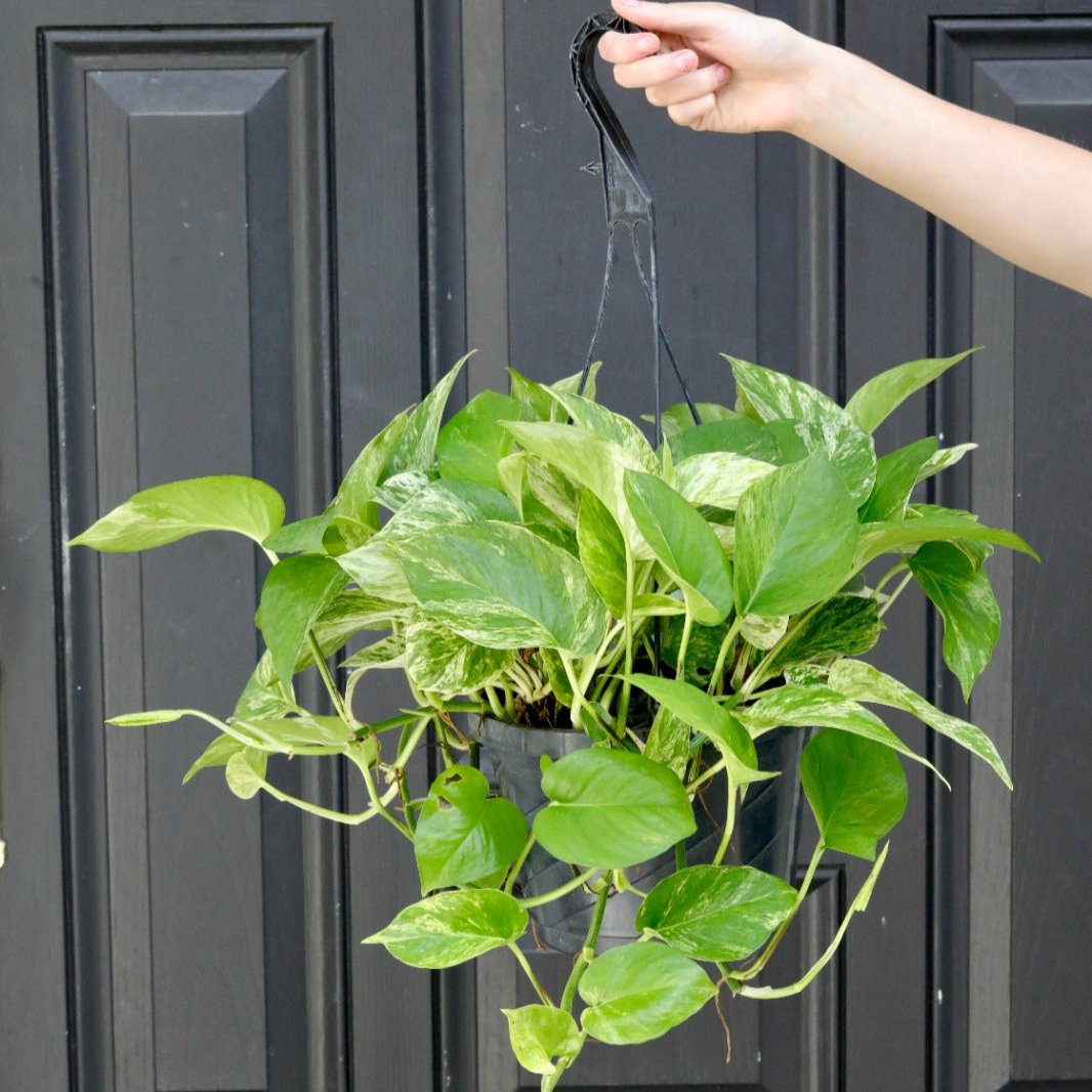 Marble Pothos in 8" Hanging Basket - Gorgeous Variegated Indoor Easy Care Houseplant