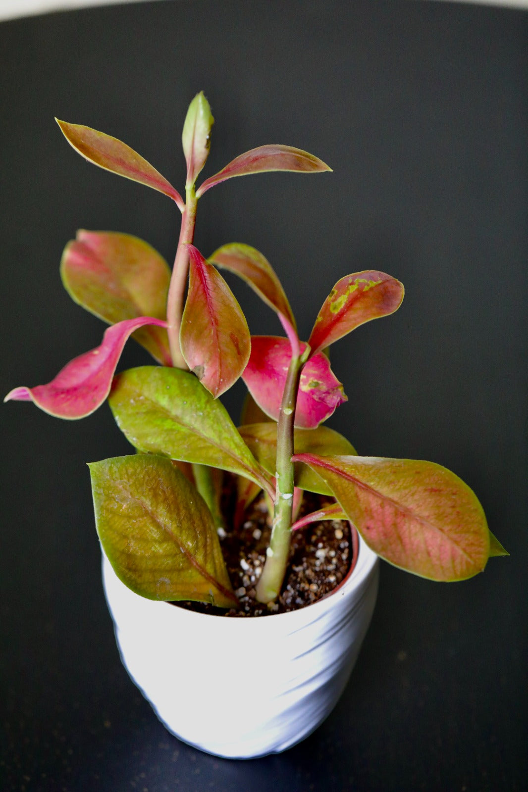 Euphorbia Synadenium Grantii in a  3" Nursery Pot - Euphorbia Umbellata