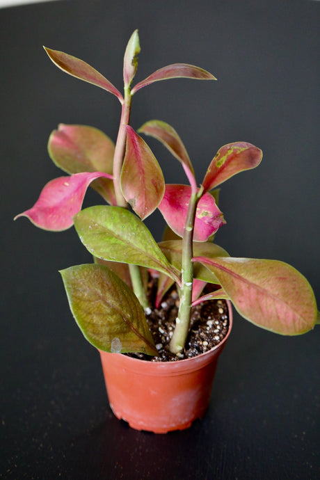 Euphorbia Synadenium Grantii in a  3" Nursery Pot - Euphorbia Umbellata