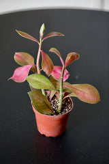 Euphorbia Synadenium Grantii in a  3" Nursery Pot - Euphorbia Umbellata