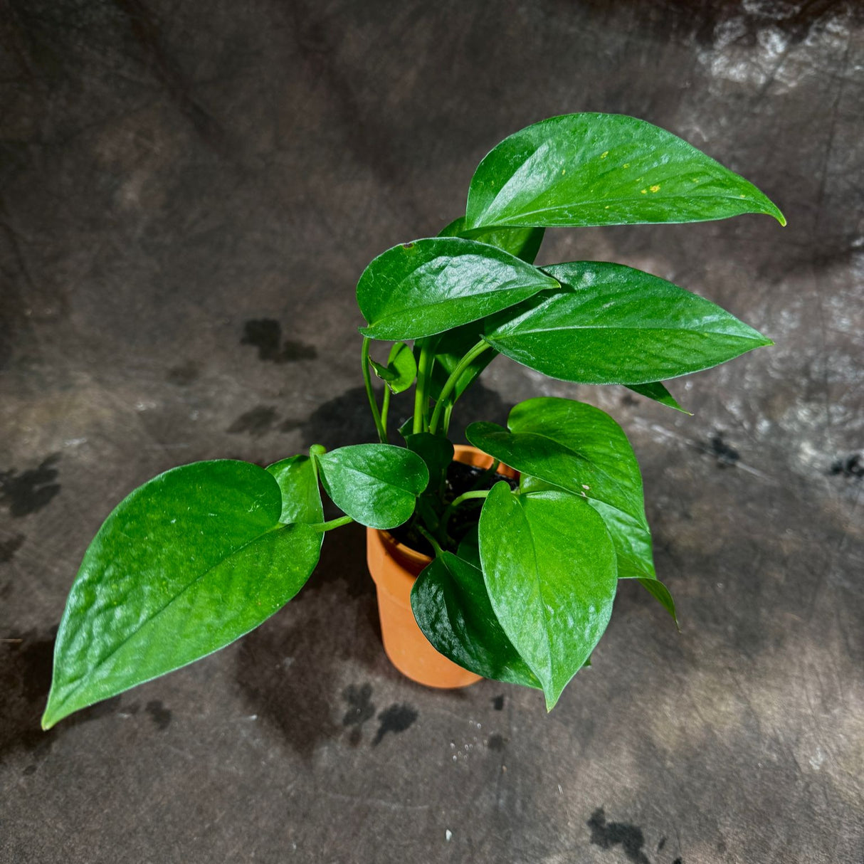 Jade Pothos in a 3" Nursery Pot - Epipremnum Aureum Green Jade - Lush Hanging Houseplant - Easy-Care Air-Purifying Vine -  Low-Maintenance Plant