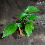 Jade Pothos in a 3" Nursery Pot - Epipremnum Aureum Green Jade - Lush Hanging Houseplant - Easy-Care Air-Purifying Vine -  Low-Maintenance Plant