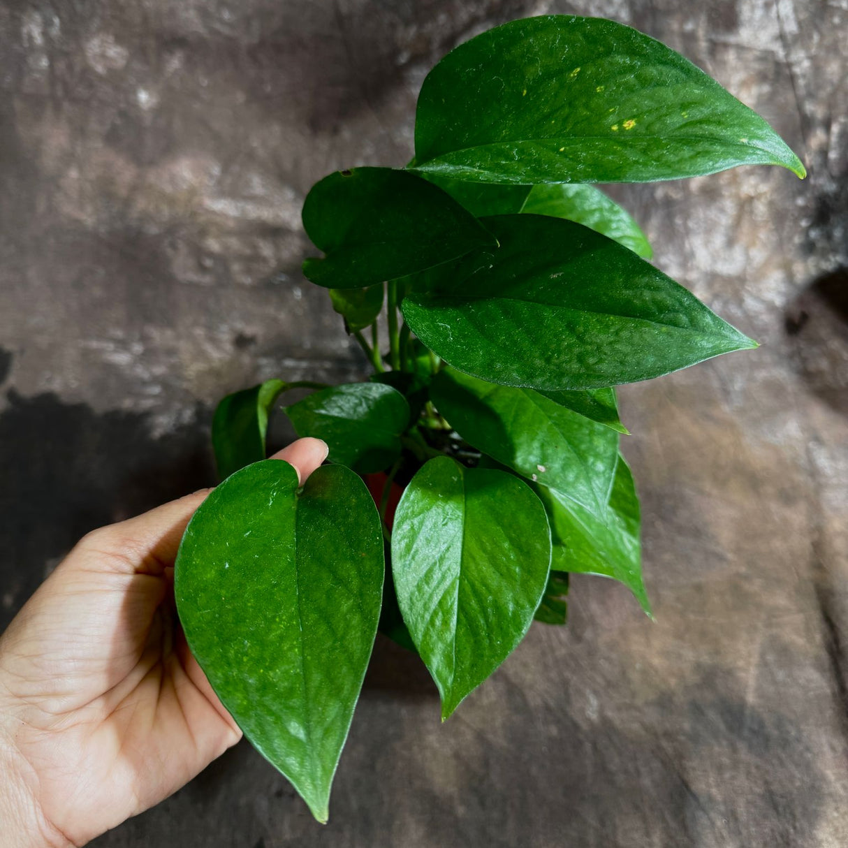 Jade Pothos in a 3" Nursery Pot - Epipremnum Aureum Green Jade - Lush Hanging Houseplant - Easy-Care Air-Purifying Vine -  Low-Maintenance Plant