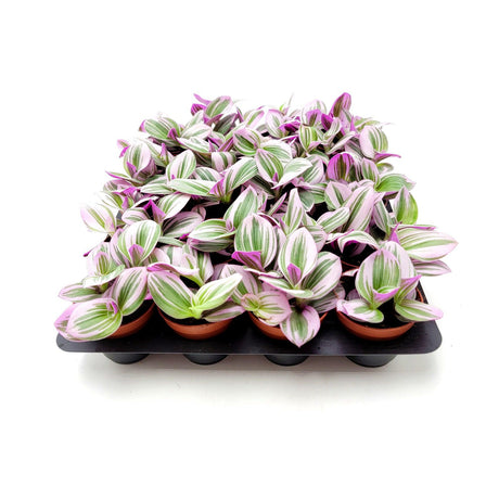 Rare Tradescantia Nanouk Lilac Plant | Rare Tradescantia | Rare Pink Wandering Jew | Case of 15 plants - 2” Starter Pots