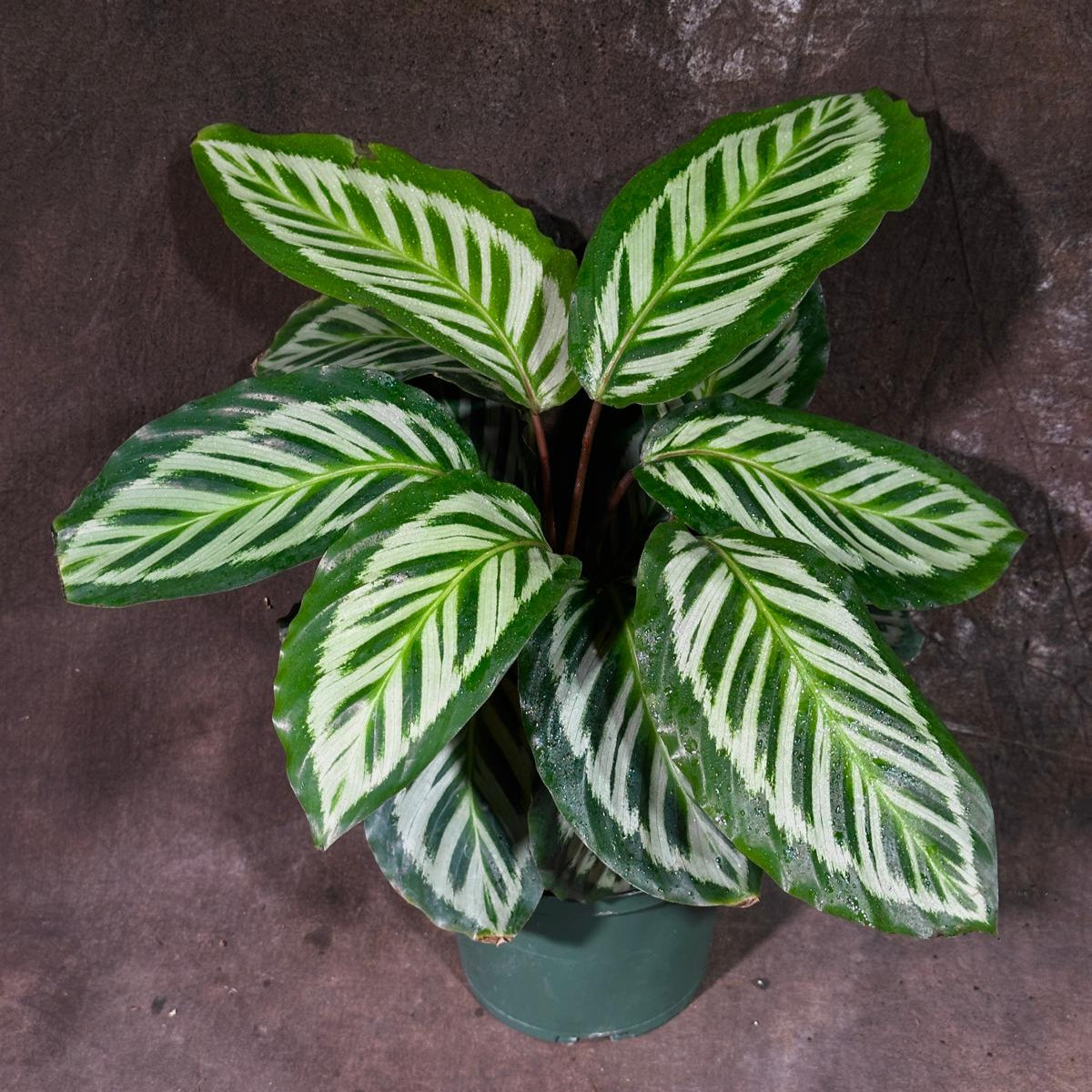 Live Calathea Makoyana in 4"Grow Pot - Peacock Calathea - Air Purifier Houseplant - Low light Indoor Plants - Best Office Plants