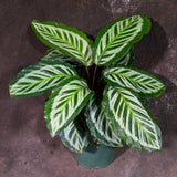 Live Calathea Makoyana in 4"Grow Pot - Peacock Calathea - Air Purifier Houseplant - Low light Indoor Plants - Best Office Plants