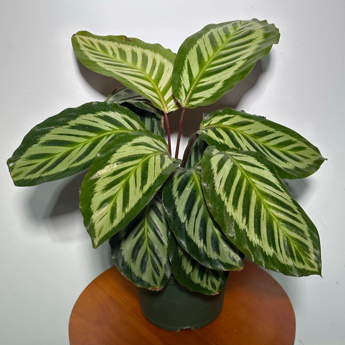 Live Calathea Makoyana in 4"Grow Pot - Peacock Calathea - Air Purifier Houseplant - Low light Indoor Plants - Best Office Plants