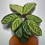 Live Calathea Makoyana in 4"Grow Pot - Peacock Calathea - Air Purifier Houseplant - Low light Indoor Plants - Best Office Plants