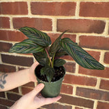 Calathea Ornata Pinstripe in 4" Grow Pot - Calathea Pinstripe Prayer Plant - Easy Care Indoor Houseplant - Live Pink Variegated Maranta Majestica