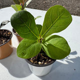 Fiddle Leaf Fig Tree in 2" Grow Pot – Live Ficus Lyrata – Indoor Fiddle Leaf Fig Plant – Easy Care Potted Fiddle Leaf Tree – Tiny Fig Tree for Home Décor Indoor Plant