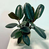 Rubber Tree in 6" Grow Pot - Burgundy Ficus Elastica - Live Indoor Rubber Plant for Home & Office Decor - Low Light Starter Plant for Gift
